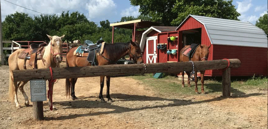 Heavenly Halo Horse Ranch