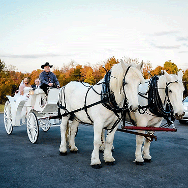 Heavenly Halo Horse Ranch Carriage Rides
